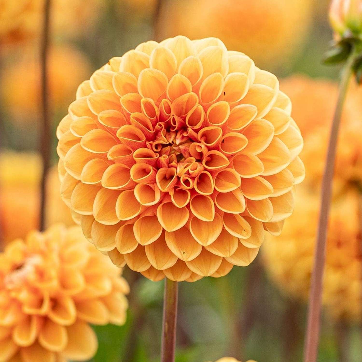 Dahlie 'Sylvia'
